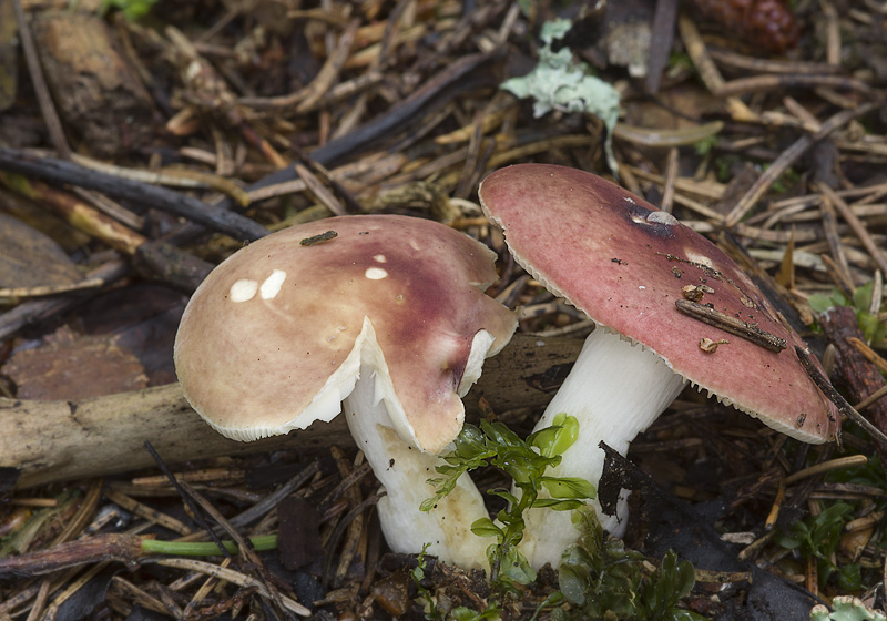 Russula graveolens